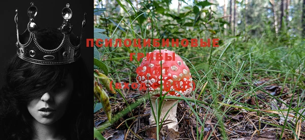 прущие крисы Ельня